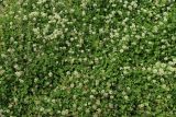 Trifolium repens. Заросль цветущих растений. Смоленск, ул. Тимирязева, пустырь у крепостной стены. 10.06.2025.
