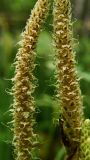 Lycopodium clavatum. Части раскрывшихся стробилов. Хабаровский край, окр. г. Комсомольск-на-Амуре, лиственный лес, берег ручья. 09.08.2025.