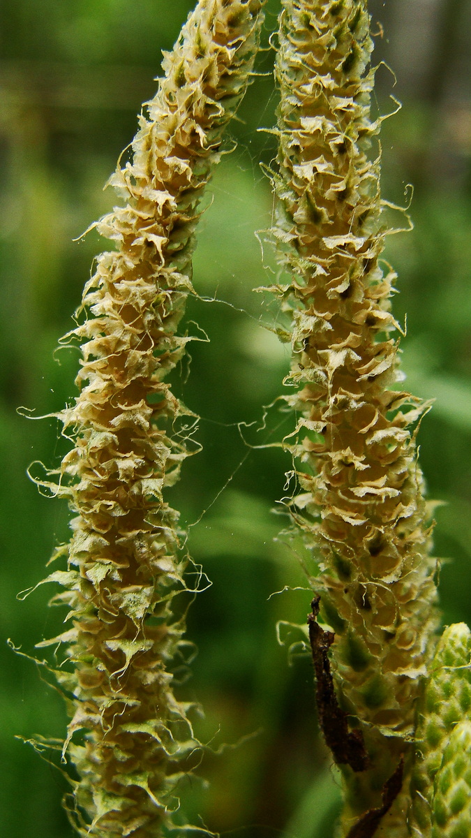 Image of Lycopodium clavatum specimen.