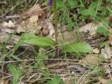 Orchis mascula. Нижняя часть цветущего растения. Республика Адыгея, окр. пос. Каменномостский, окр. горы Черединова, дубовый лес, поляна. 2 мая 2025 г.