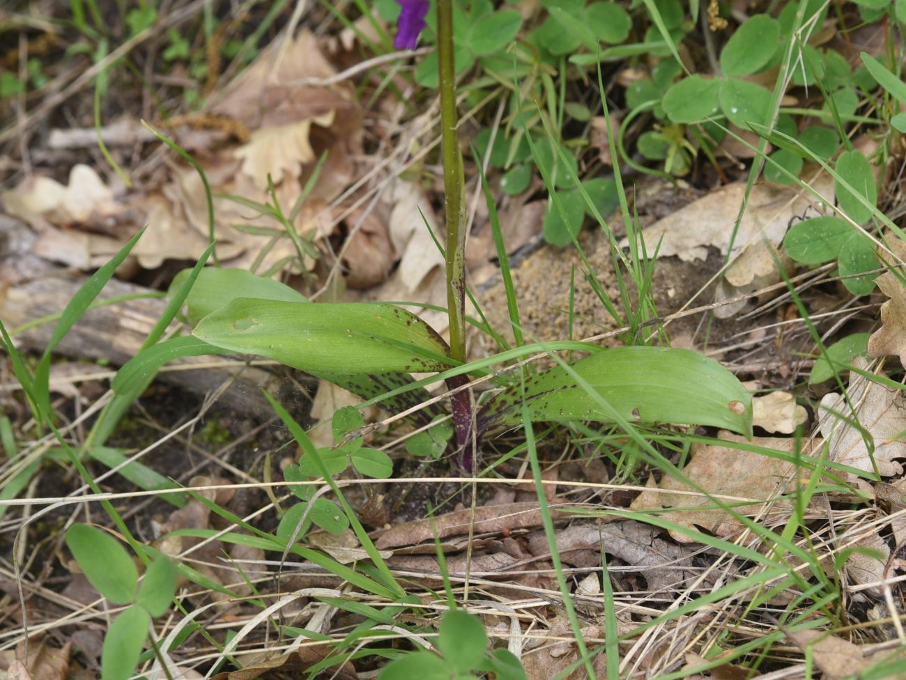 Изображение особи Orchis mascula.