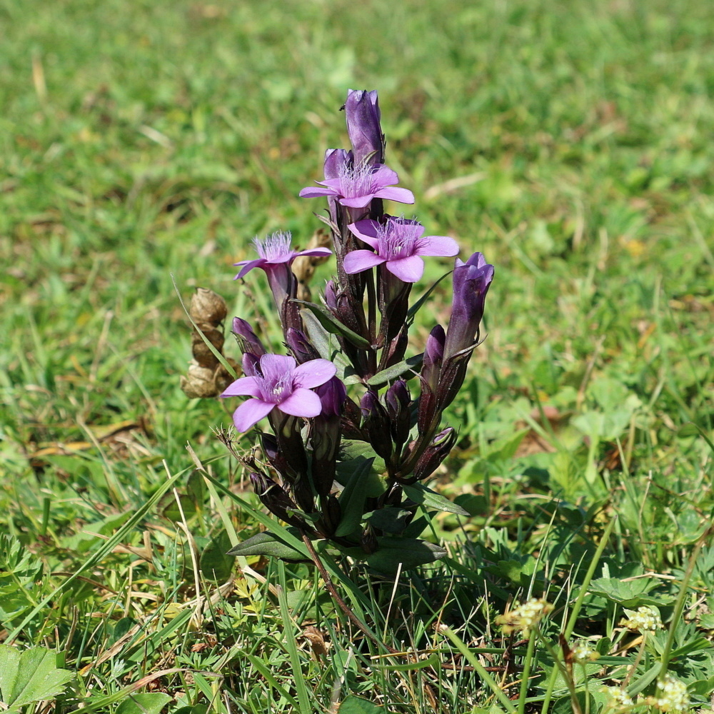 Image of Gentianella caucasea specimen.