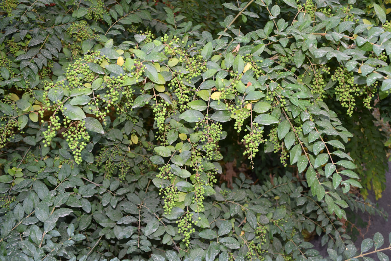 Изображение особи Ligustrum sinense.