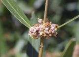 Phillyrea angustifolia. Часть побега с соцветием. Испания, Каталония, пров. Жирона, комарка Баш Эмпорда, муниципалитет Калонже, в подлеске дубово-соснового леса, обочина лесной дороги. 07.04.2025.