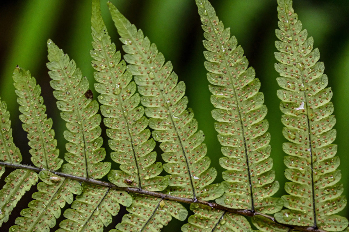 Image of Thelypteris dentata specimen.