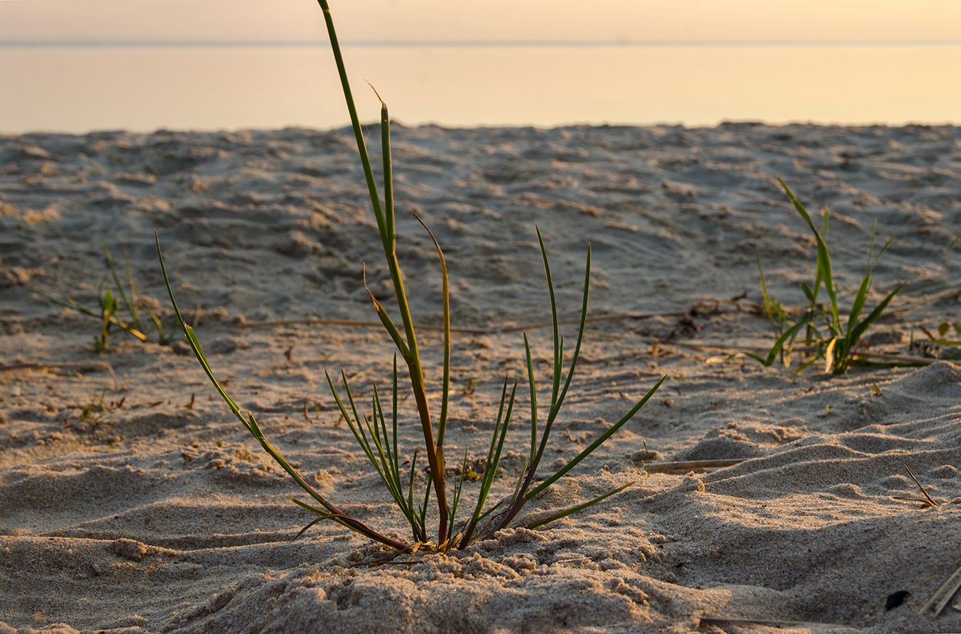 Изображение особи Glyceria notata.