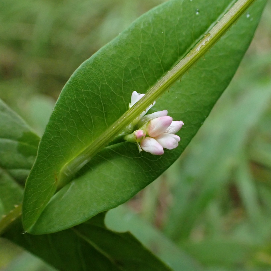 Image of Truellum sieboldii specimen.