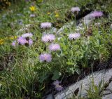 genus Psephellus. Цветущее растение. Абхазия, Гагрский р-н, 1800 м н.у.м., каменистый субальпийский луг. 12.06.2025.