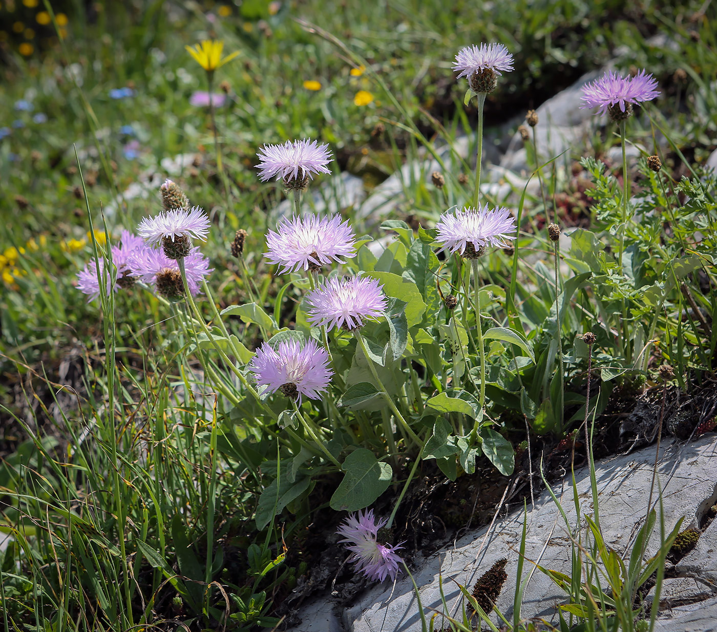 Image of Psephellus abchasicus specimen.