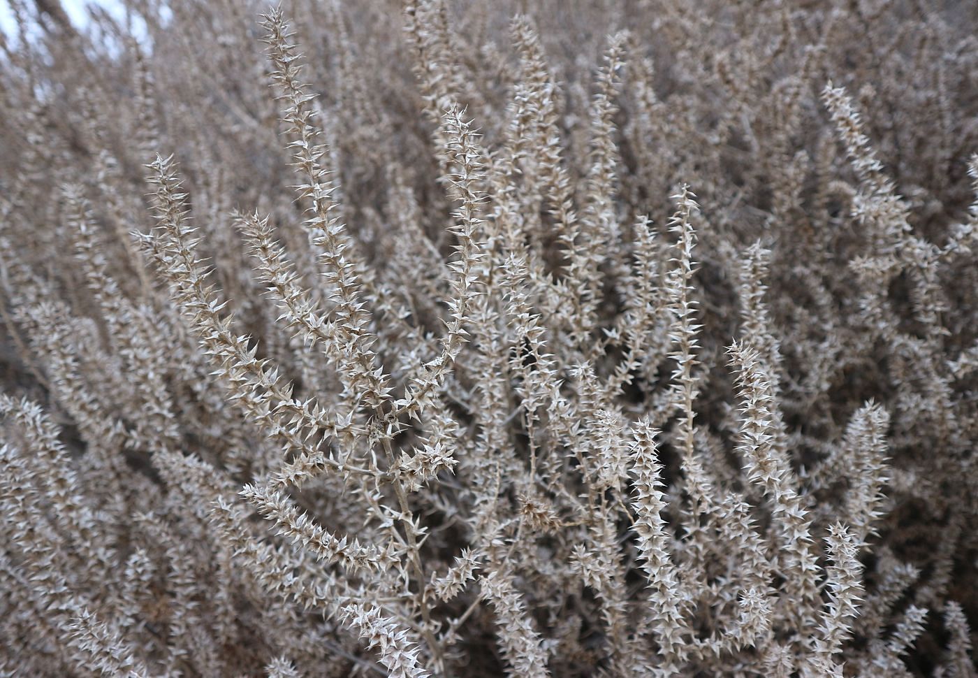 Изображение особи Salsola pontica.
