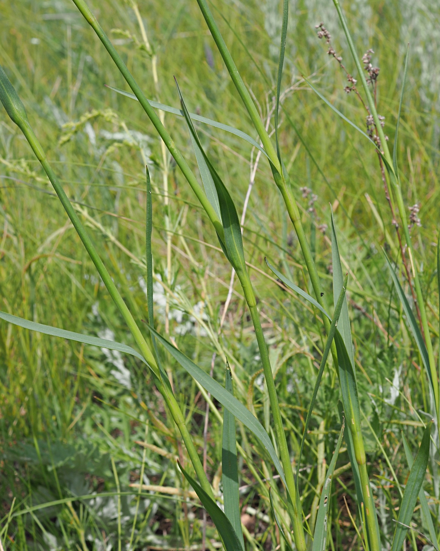 Image of Dianthus andrzejowskianus specimen.