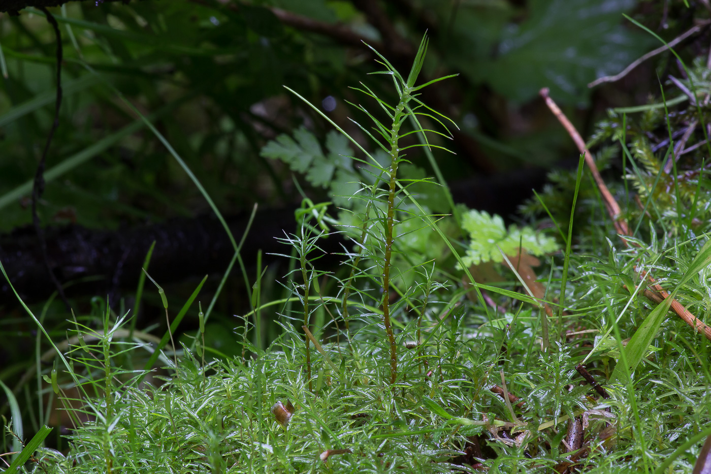 Изображение особи Polytrichum commune.