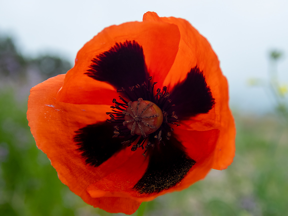 Image of Papaver stevenianum specimen.