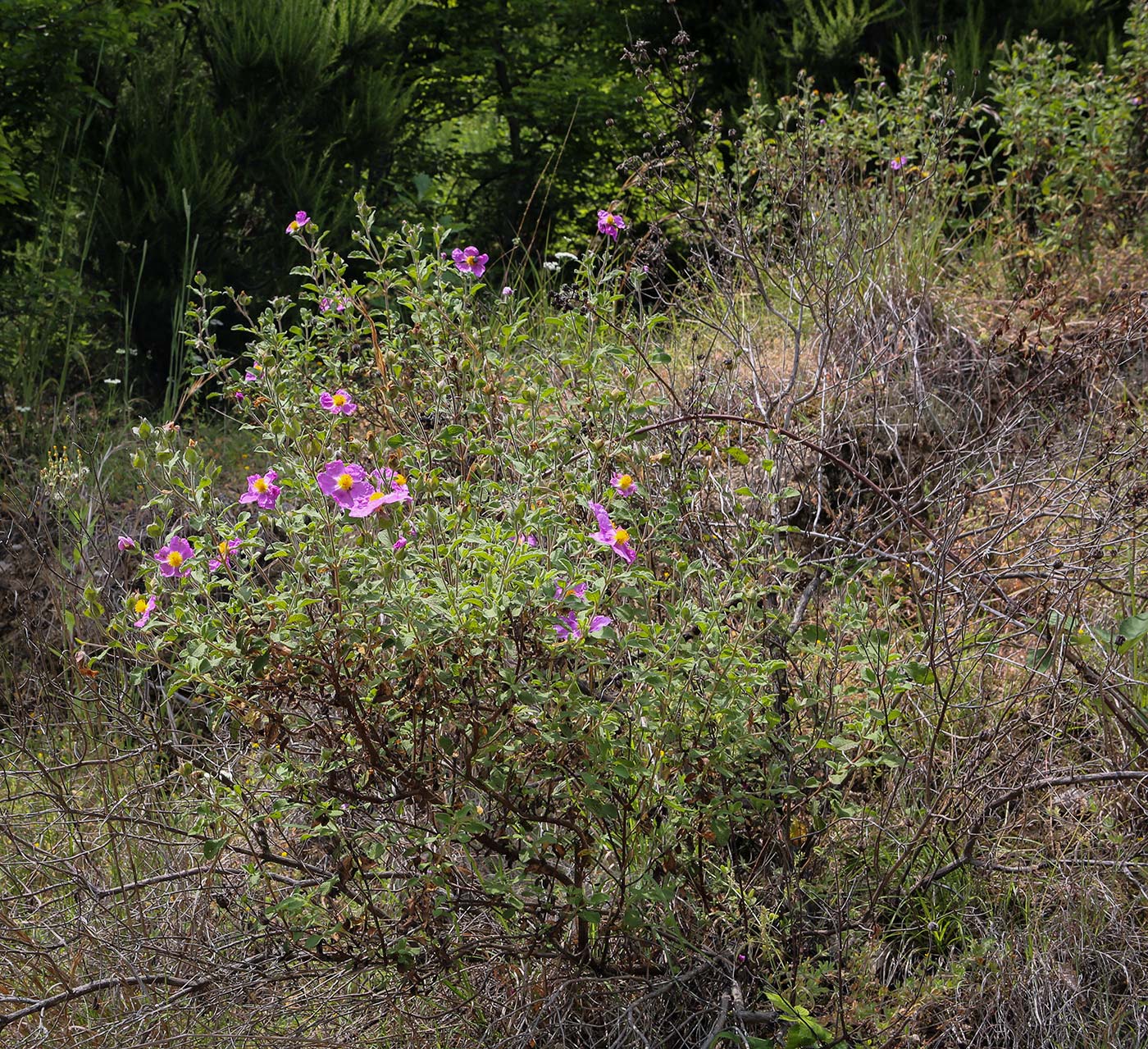 Image of Cistus tauricus specimen.