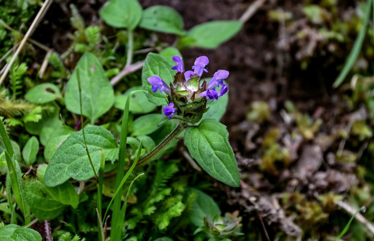 Изображение особи Prunella vulgaris.
