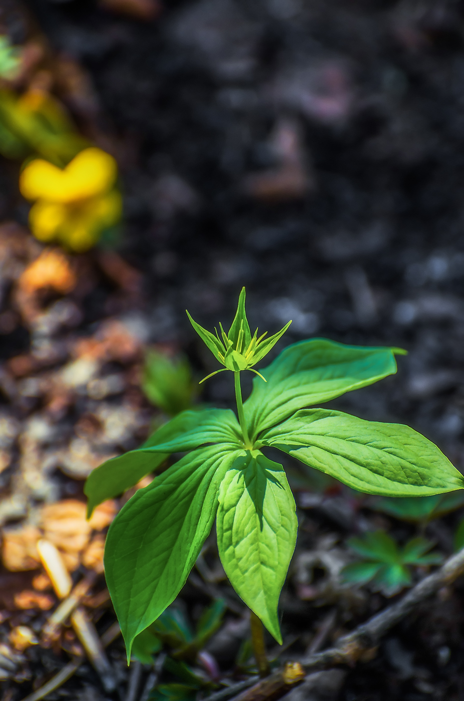 Image of Paris verticillata specimen.