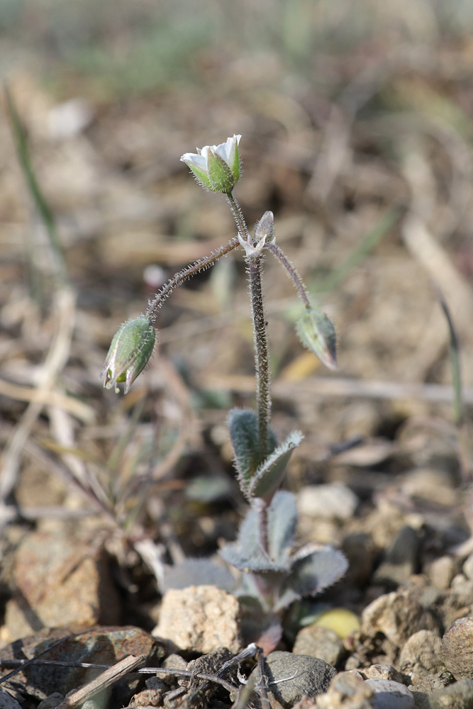 Изображение особи Holosteum umbellatum.