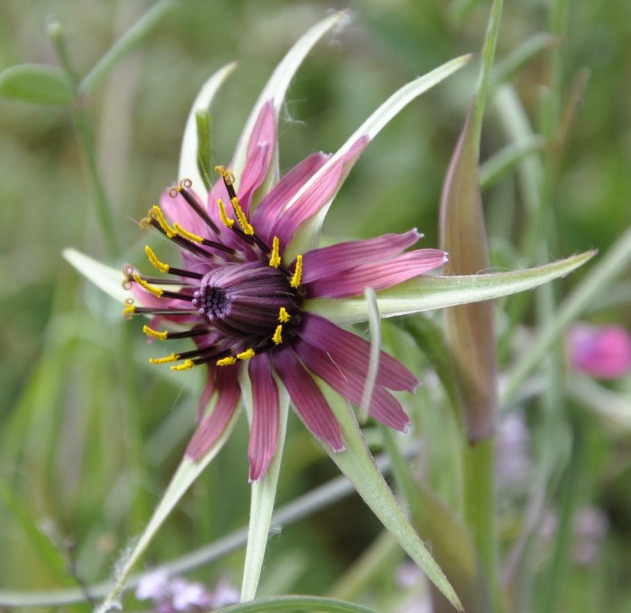 Изображение особи Tragopogon australis.