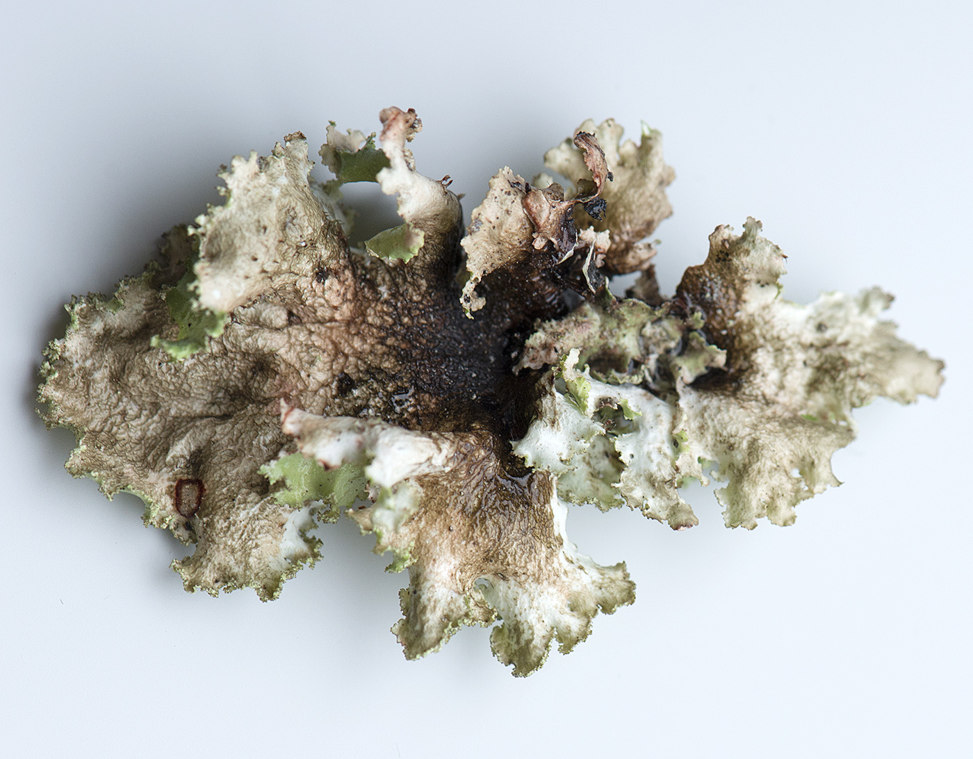 Image of Platismatia glauca specimen.