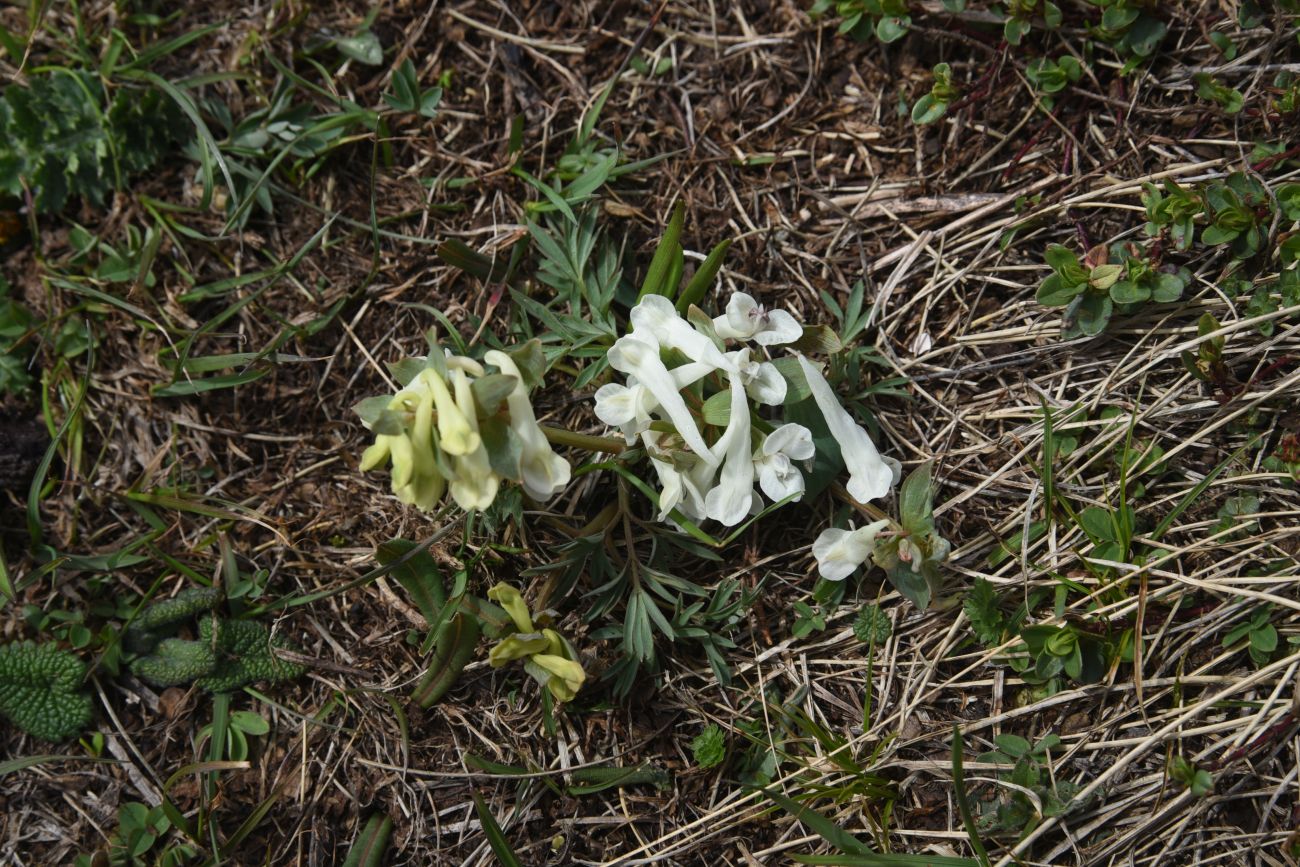 Image of genus Corydalis specimen.