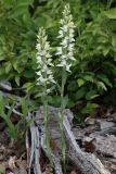 Cephalanthera epipactoides. Цветущие растения (высота правого — 39 см; длина соцветия — 16 см). Краснодарский край, г/о Новороссийск, окр с. Северная Озереевка, заказник Абраусский, выс. 146 м н.у.м., на краю просеки, в грабинниково-пушистодубовом лесу. 20.05.2025.