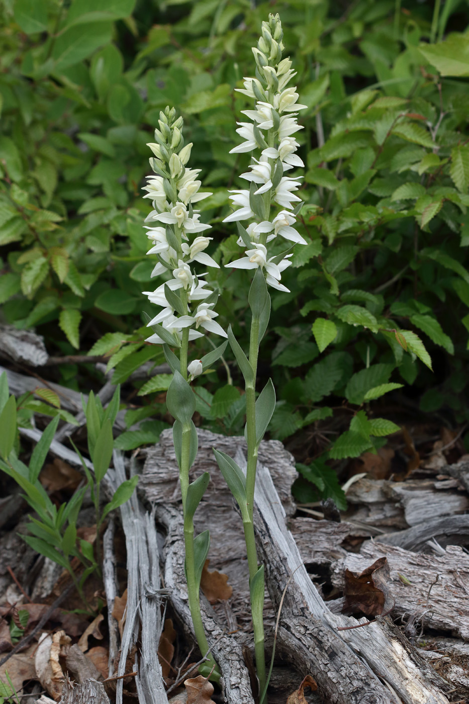 Image of Cephalanthera epipactoides specimen.
