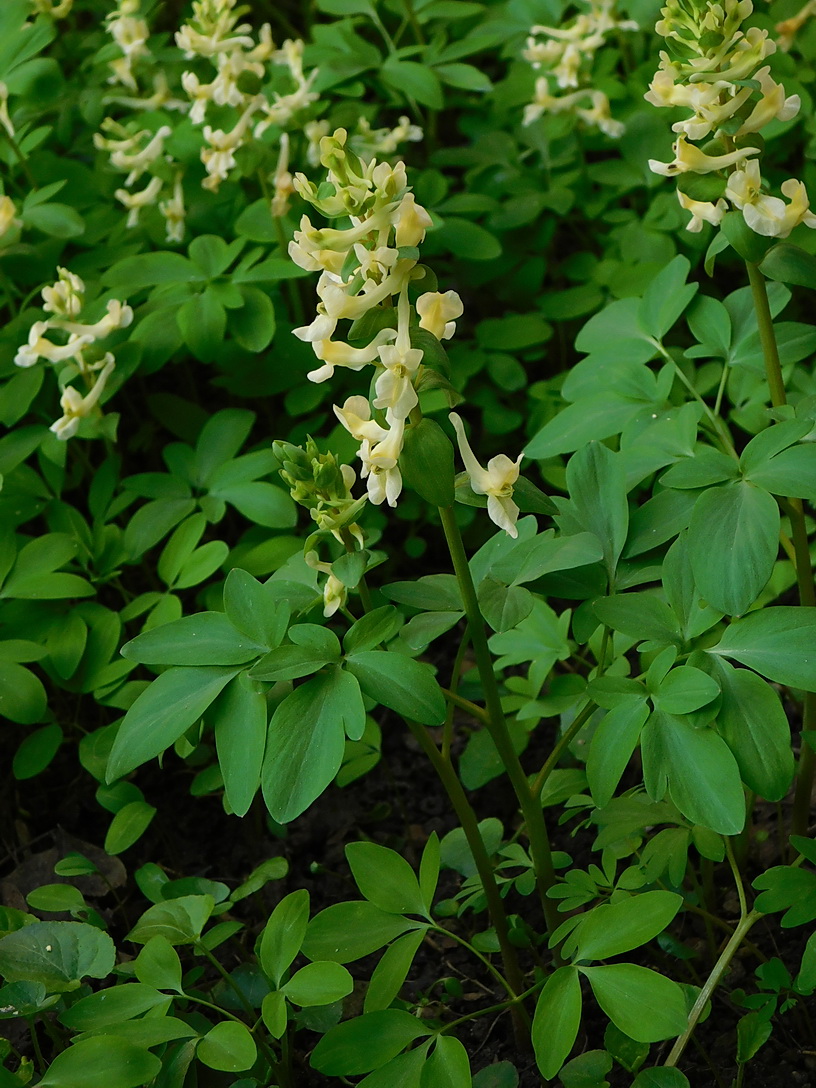 Image of Corydalis marschalliana specimen.