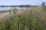 Helminthotheca echioides. Цветущие и плодоносящие растения. Испания, Каталония, пров. Жирона, комарка Баш Эмпорда, муниципалитет Пальс, обочина полевой дороги между заливными полями. 21.06.2026.