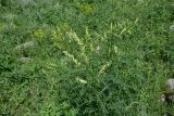 Astragalus galegiformis. Цветущее растение. Грузия, край Самцхе-Джавахети, окраина с. Тмогви, окр. южного берега оз. Цунда, горная степь. 8 июня 2026 г.