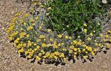 Helichrysum stoechas. Цветущие растения в сообществе с Cistus. Португалия, округ Бежа, мыс Сардао, каменистый склон. 06.06.2026.