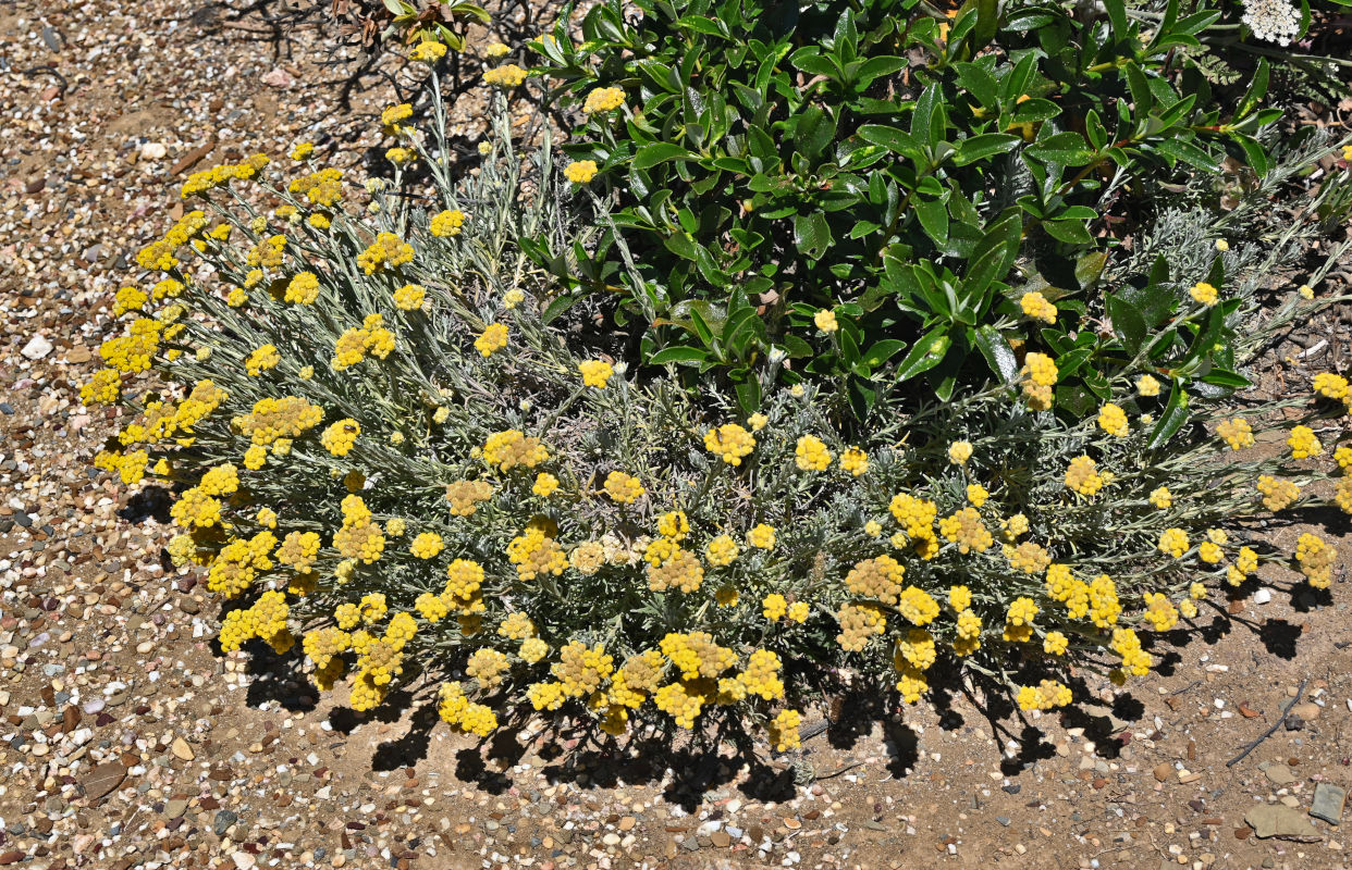 Image of Helichrysum stoechas specimen.