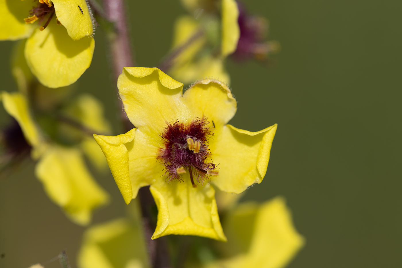 Изображение особи род Verbascum.