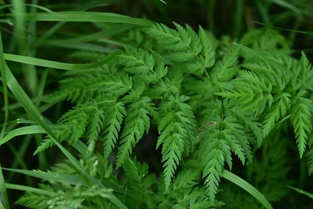 Изображение особи Anthriscus sylvestris.