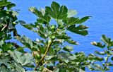 Ficus carica
