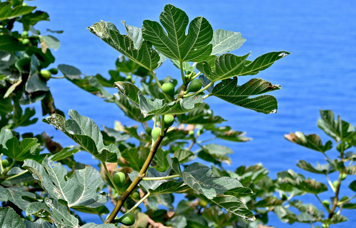 Image of Ficus carica specimen.