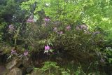 Rhododendron ponticum. Цветущее растение. Турция, ил Артвин, правый борт ущелья р. Копрусу, напротив монастыря Парехи, хвойный лес (Picea orientalis и рододендрон). 12 июня 2026 г.