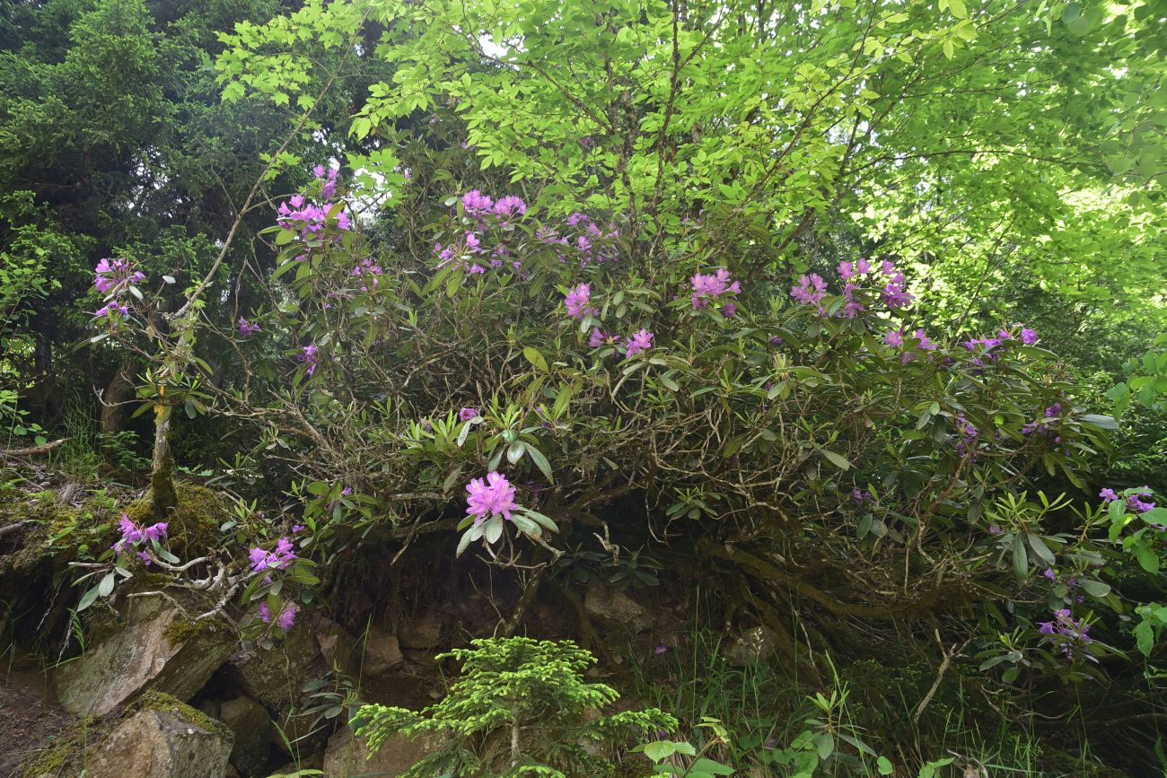 Image of Rhododendron ponticum specimen.