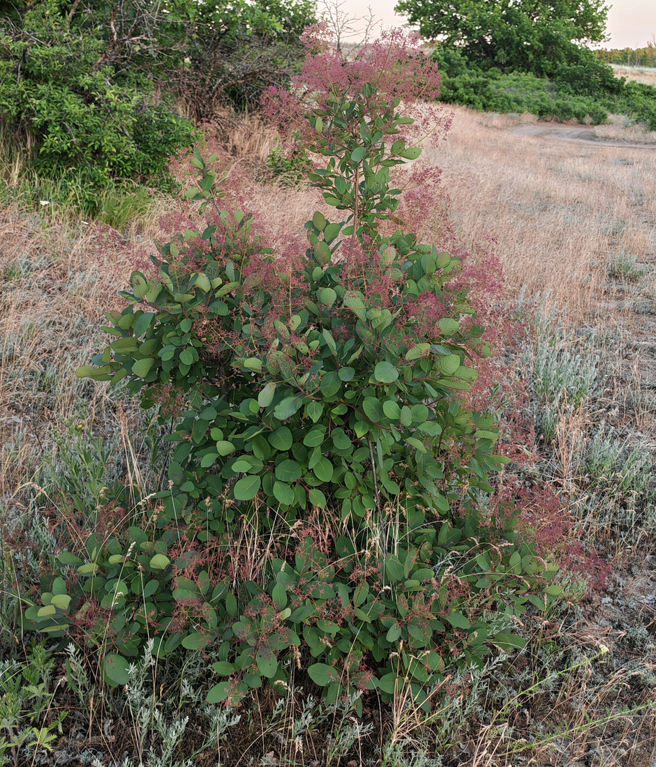 Изображение особи Cotinus coggygria.