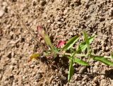 unknown species. Листья. Турция, ил Артвин, окр. храма Отхта, луг. 13 июня 2026 г.