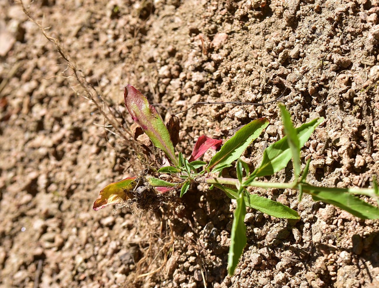 Image of Unknown species specimen.