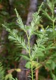 Sequoia sempervirens. Веточка. Краснодарский край, г. Сочи, парк \"Дендрарий\". 17.08.2026.