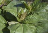 unknown species. Верхушка побега. Испания, Каталония, пров. Жирона, комарка Баш Эмпорда, муниципалитет Тороэлья-де-Монгри, окр. устья р. Тер, осушенный участок маршевого луга \"Платера\" (Platera), бровка канавы вдоль пешеходной тропы. 31.10.2026.