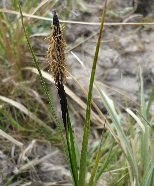 Изображение особи Carex acuta.
