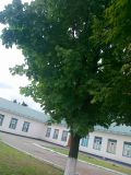 Изображение особи. Автор - Арби Хасанов