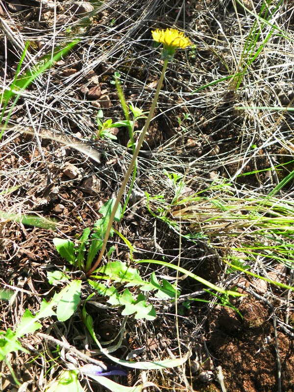 Изображение особи Taraxacum proximum.