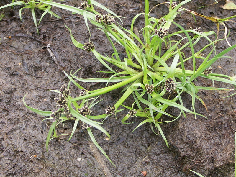 Изображение особи Cyperus fuscus.