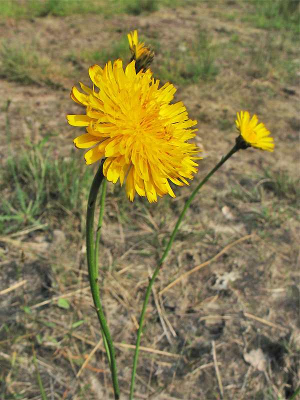 Image of Hypochaeris radicata specimen.