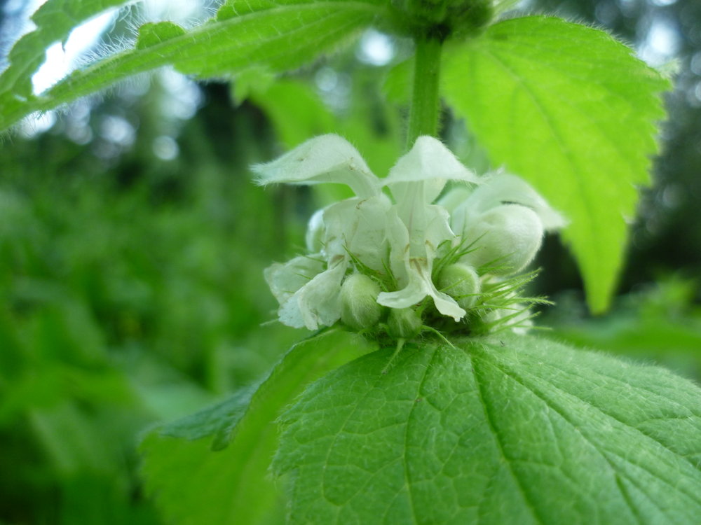 Image of Lamium album specimen.