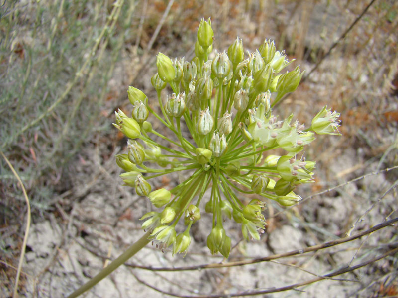 Изображение особи Allium valentinae.