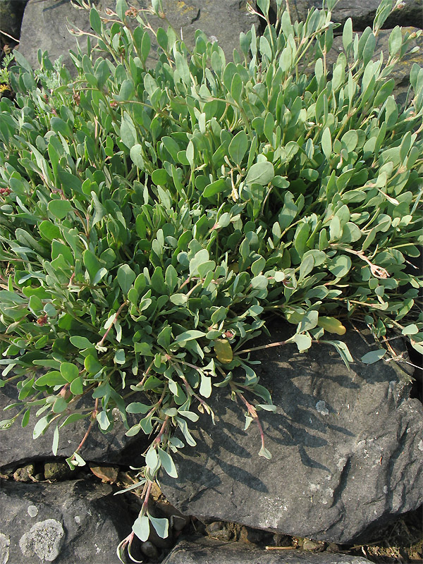 Изображение особи Halimione portulacoides.